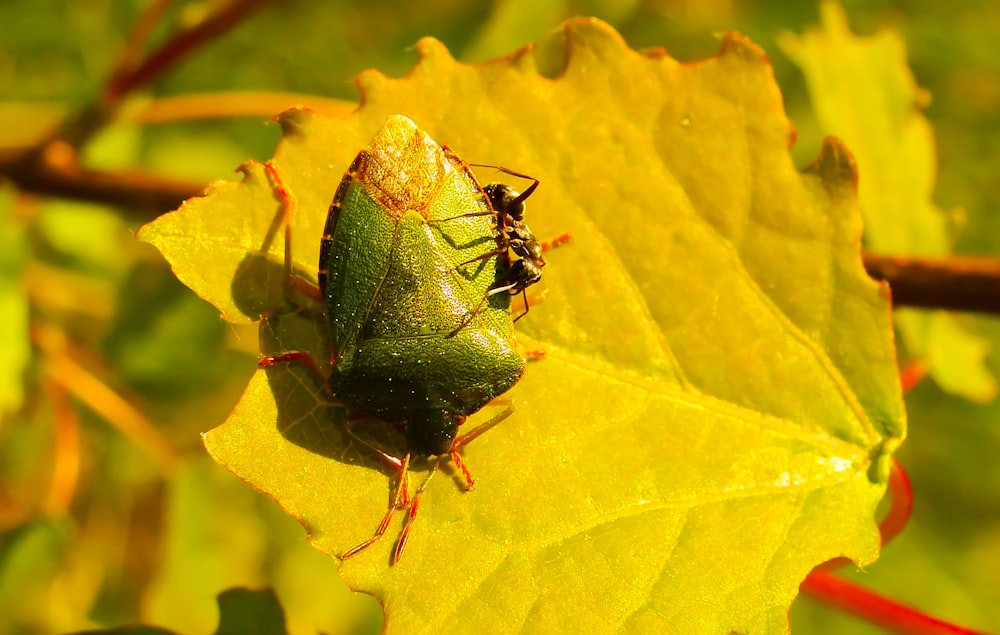 green insect