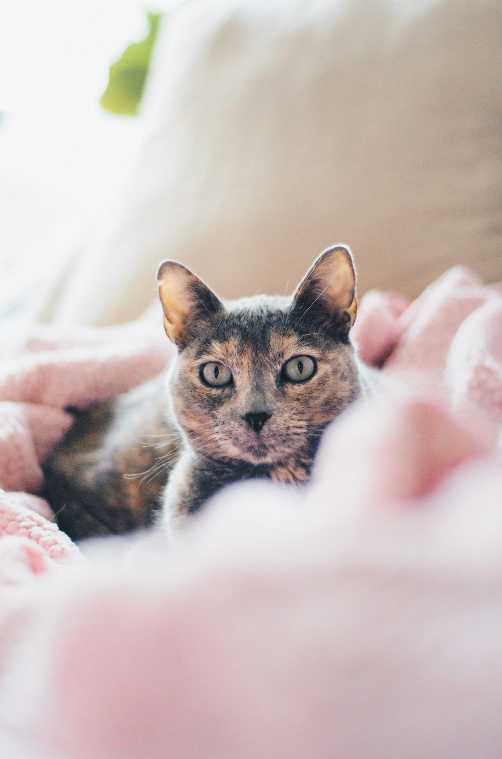 brown and gray cat on pink textile