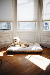 A small, fluffy dog is lying on a cushioned pet bed placed on a wooden floor. The space is brightly lit by natural sunlight coming through three windows with partially closed blinds.