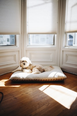 A small, fluffy dog is lying on a cushioned pet bed placed on a wooden floor. The space is brightly lit by natural sunlight coming through three windows with partially closed blinds.