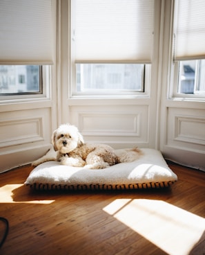 dog lying on pet bed near window with sun passing through