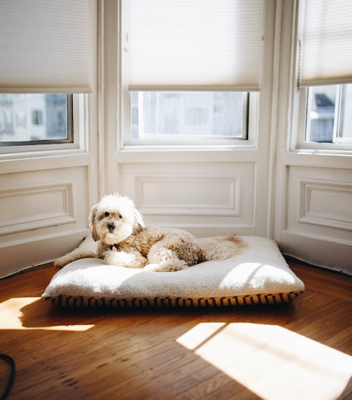 dog lying on pet bed near window with sun passing through