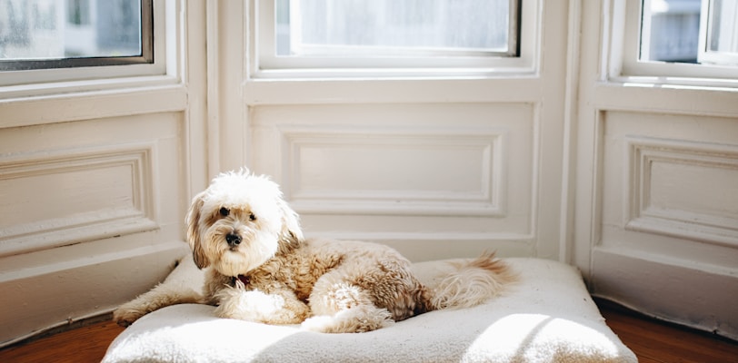 dog lying on pet bed near window with sun passing through