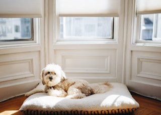 dog lying on pet bed near window with sun passing through