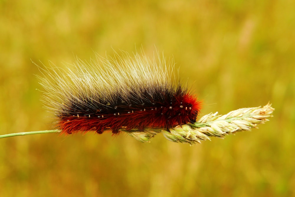 red and black worm