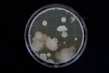 Petri dish showing vibrant microbial colonies in various shapes and colors.