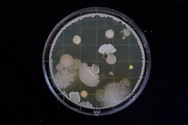 A petri dish containing various colonies of bacteria and fungi, showcasing diverse shapes, sizes, and colors. The colonies are growing on a nutrient agar medium with a grid pattern beneath them. Some colonies are circular and smooth, while others have fringed or filamentous edges. The dish is viewed from above, displaying a layer of translucent medium and different colony morphologies.
