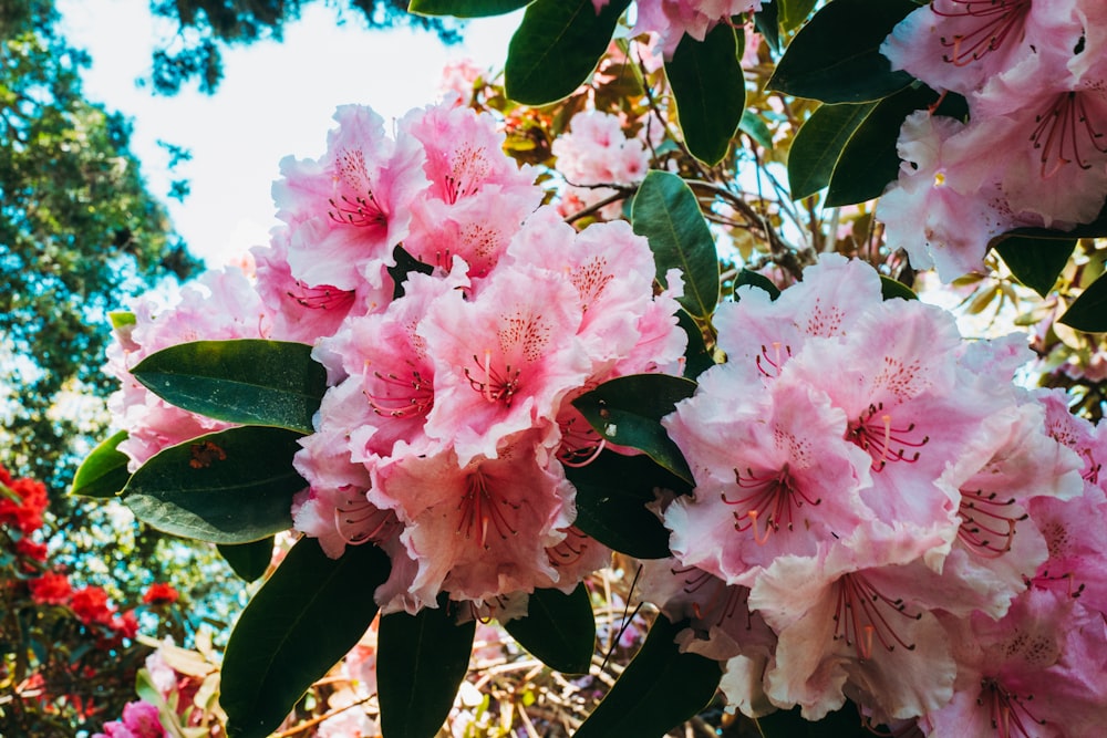 flor de cerezo rosa en flor durante el día