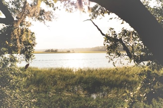 A serene landscape featuring a calm body of water reflecting sunlight, surrounded by lush greenery. The foreground is framed by tree branches, creating a natural frame effect.