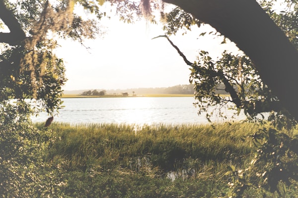 A serene landscape featuring a calm body of water reflecting sunlight, surrounded by lush greenery. The foreground is framed by tree branches, creating a natural frame effect.