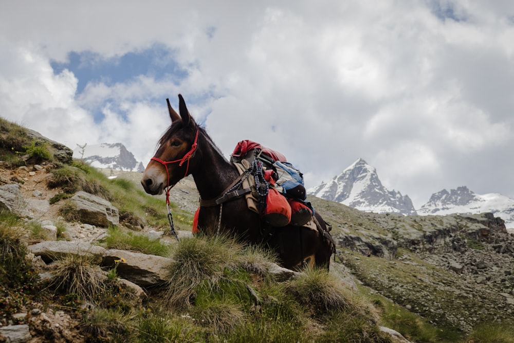 山の頂上で馬に乗っている人