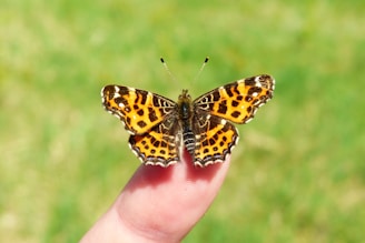 person holding brown and black lacewing butterfly