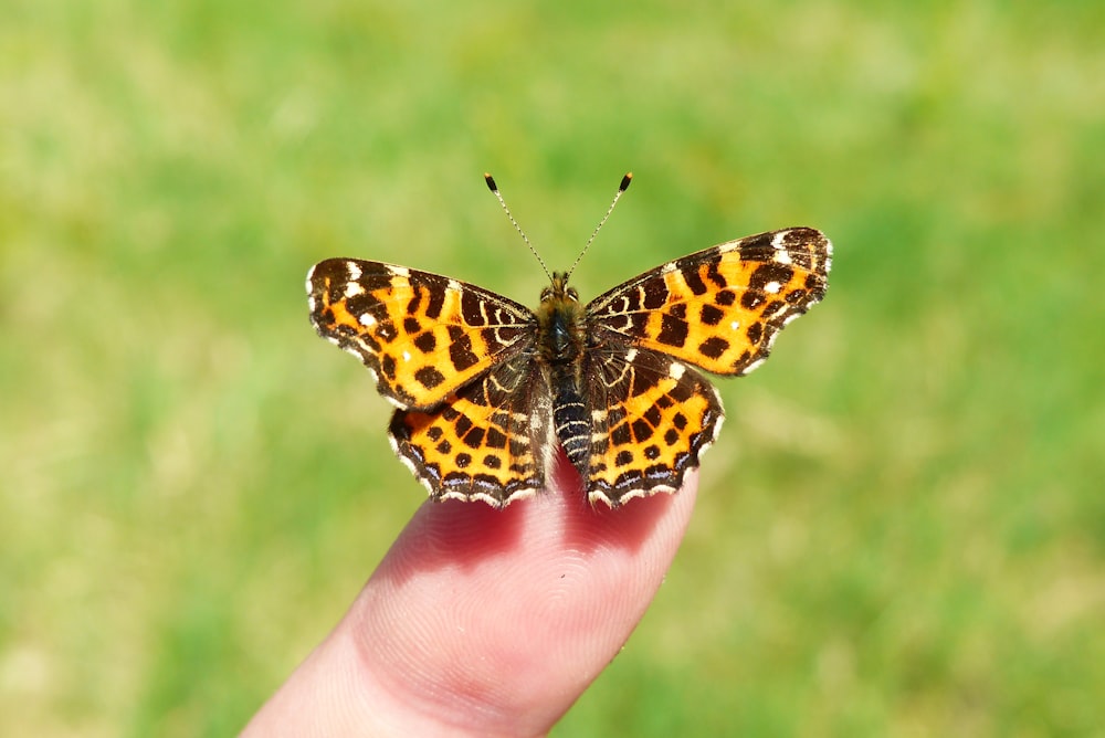 Persona sosteniendo mariposa crisopa marrón y negra