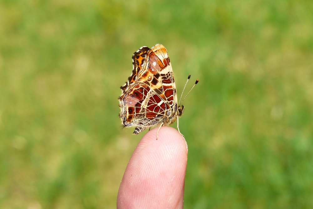 brown and beige butterfly on person's finger