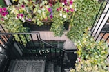 An outdoor staircase with wide steps surrounded by greenery.