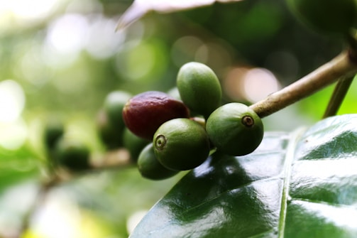 Close-up view of coffee beans on a branch with a blurred, natural green background. The beans are in various stages of ripeness, with some appearing green and one turning reddish-brown. The foreground includes detailed, glossy green leaves.