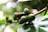 Close-up view of coffee beans on a branch with a blurred, natural green background. The beans are in various stages of ripeness, with some appearing green and one turning reddish-brown. The foreground includes detailed, glossy green leaves.