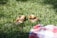 A pair of lightweight sandals resting on a rocky trail surrounded by greenery.