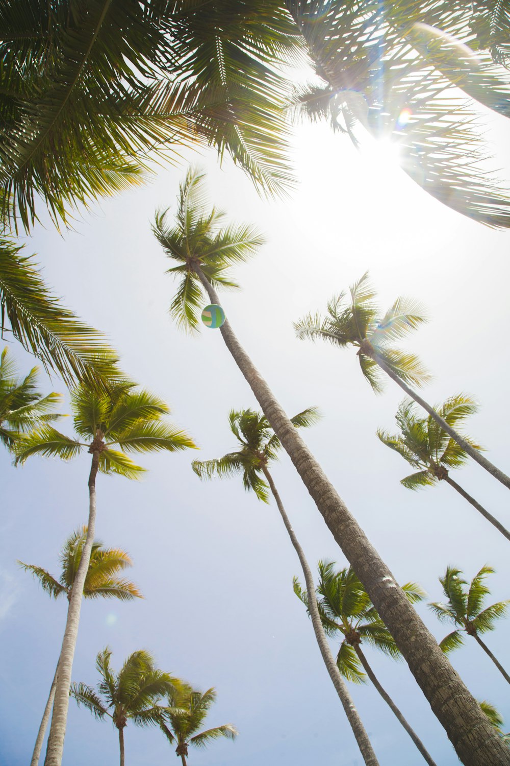 low angle coconut trees