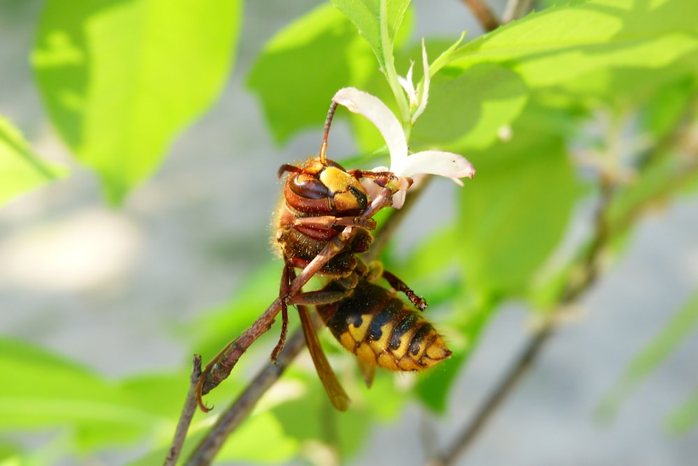 abelha amarela e preta empoleirando-se na flor