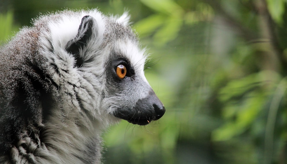 closed-up photography of gray lemur