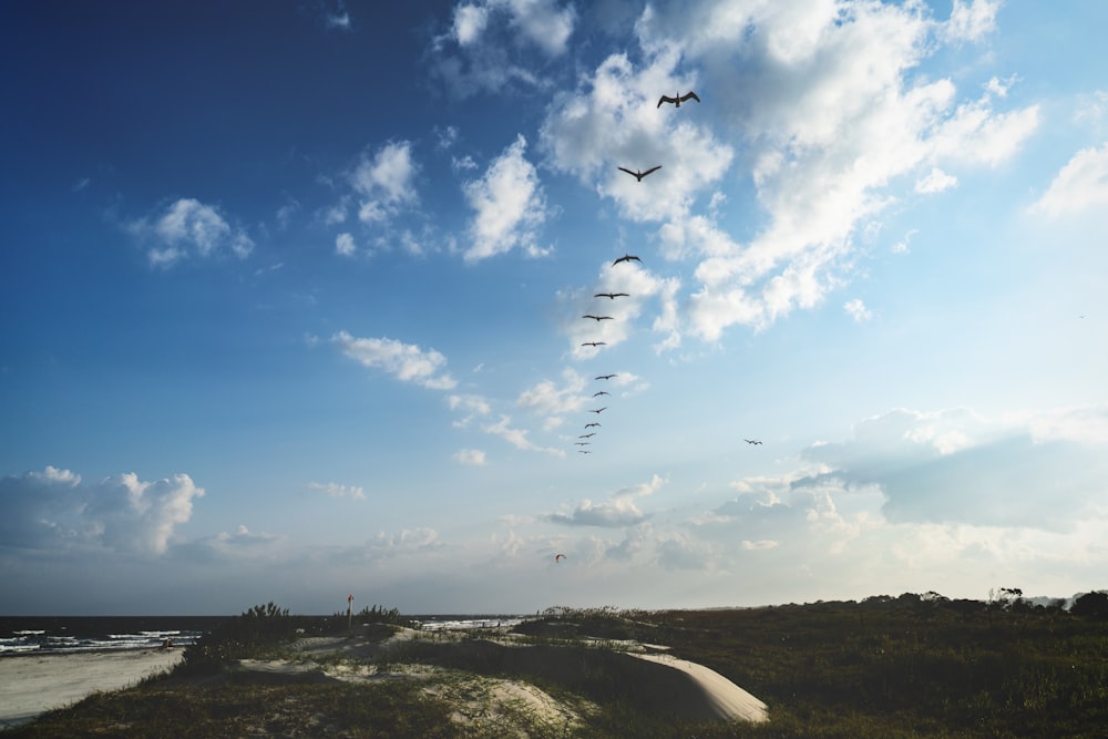 flying birds during daytime