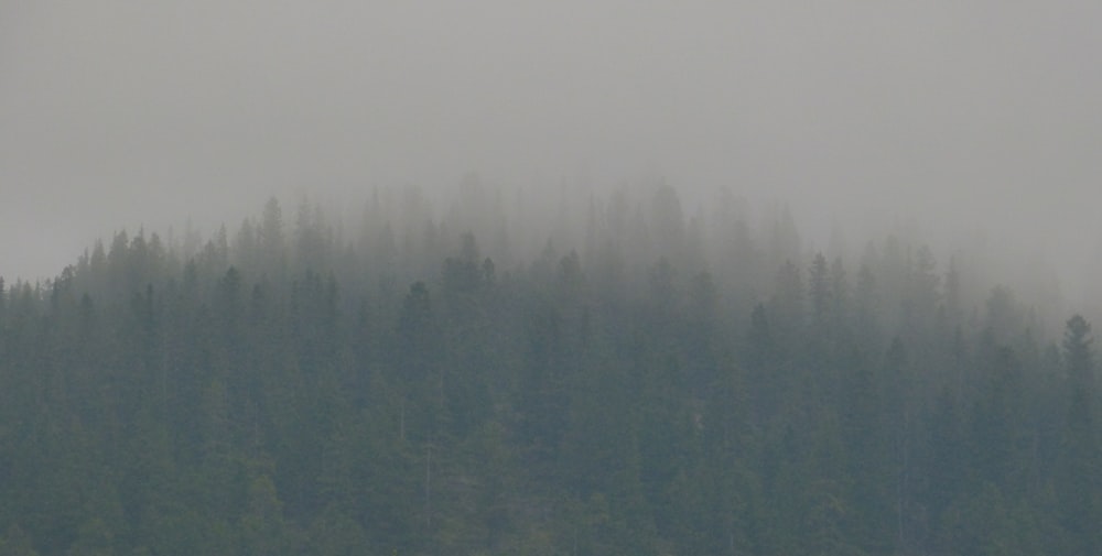 a plane flying over a forest on a foggy day