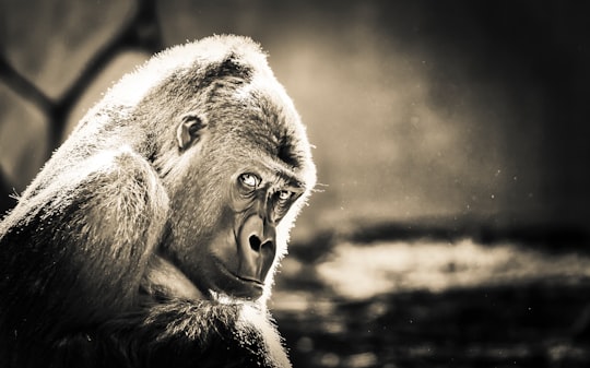 grayscale photography of gorilla in Amersfoort Netherlands