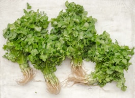 green parsley