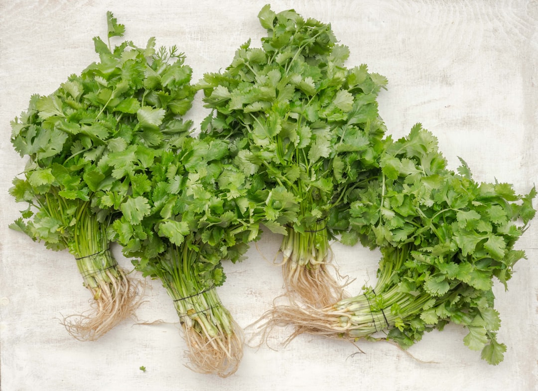 Raw, fresh coriander leaves