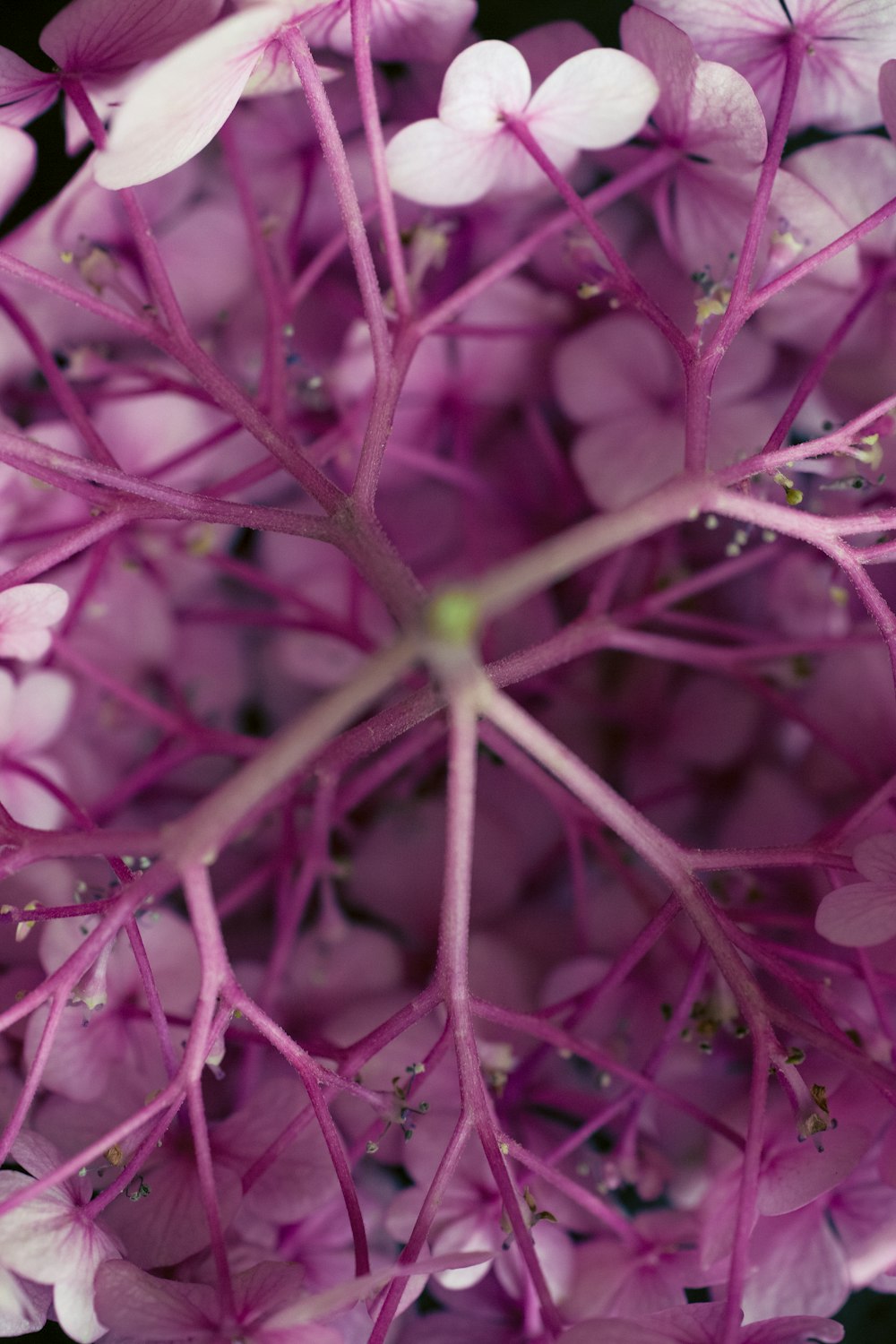 selective focus photography of pink petaled flower