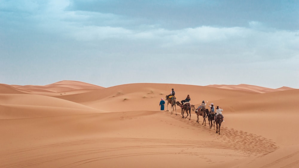 people riding on camel during daytime