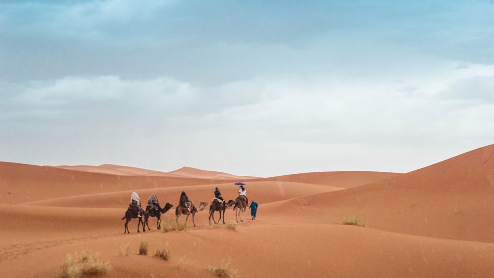 people riding on camel