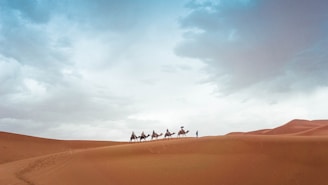 five camels walking on sand during daytime