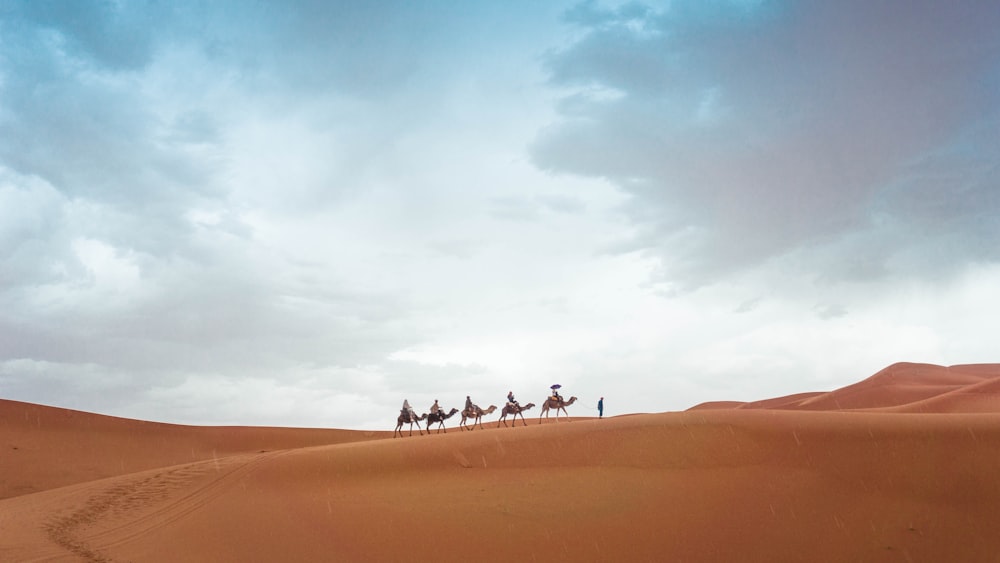 昼間、砂の上を歩く5頭のラクダ