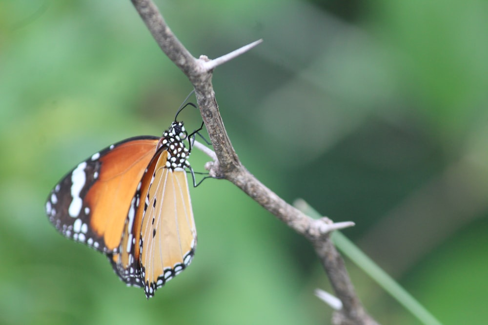 closeup photo of orange and black butterfly