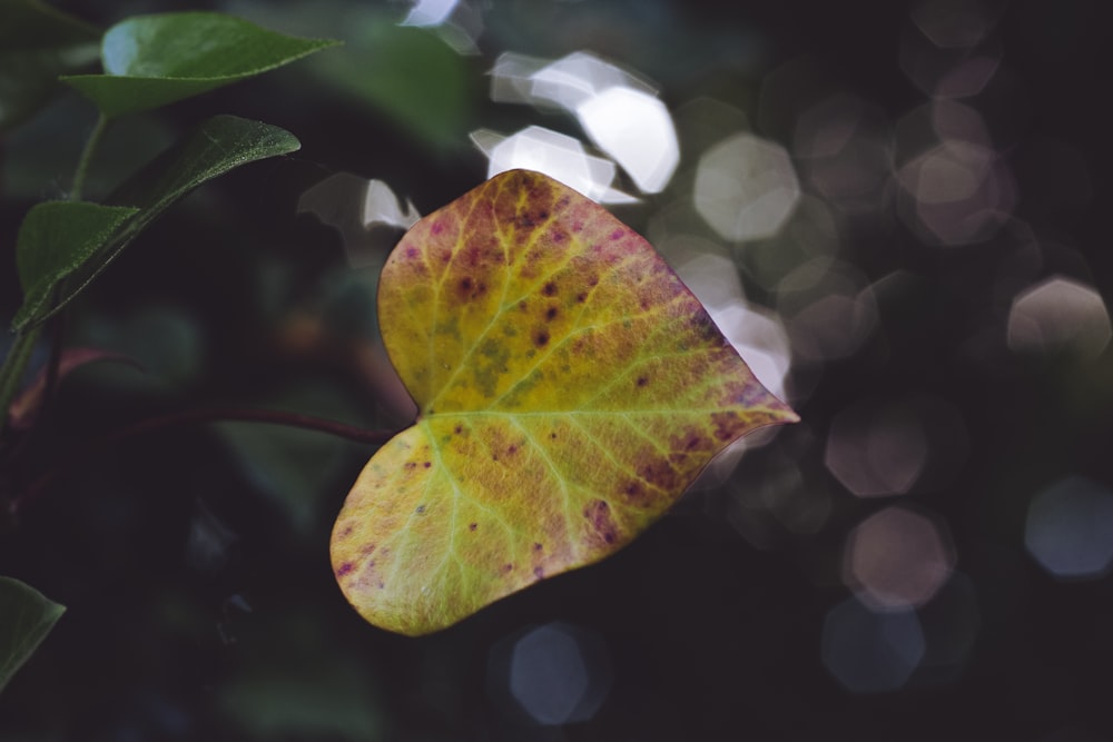 closeup photography of green cordate leaf