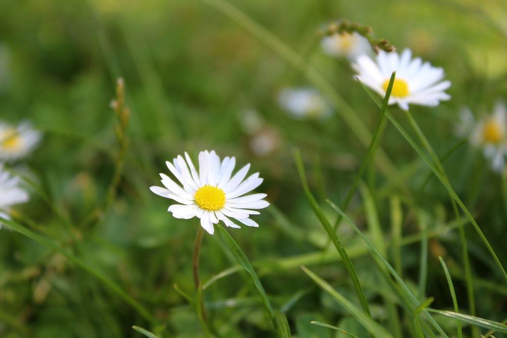 white daisy flowers