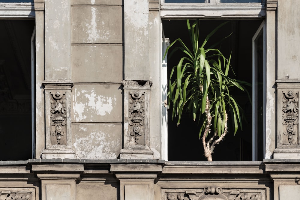 green-leafed plant