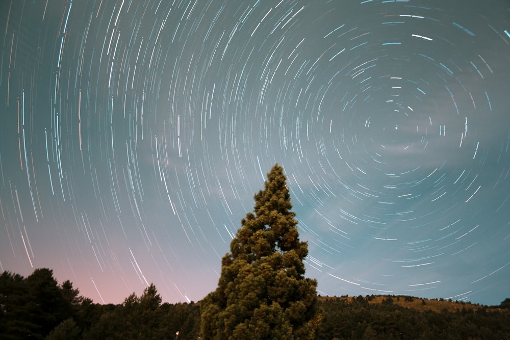 long exposure photography of stars and pine tree