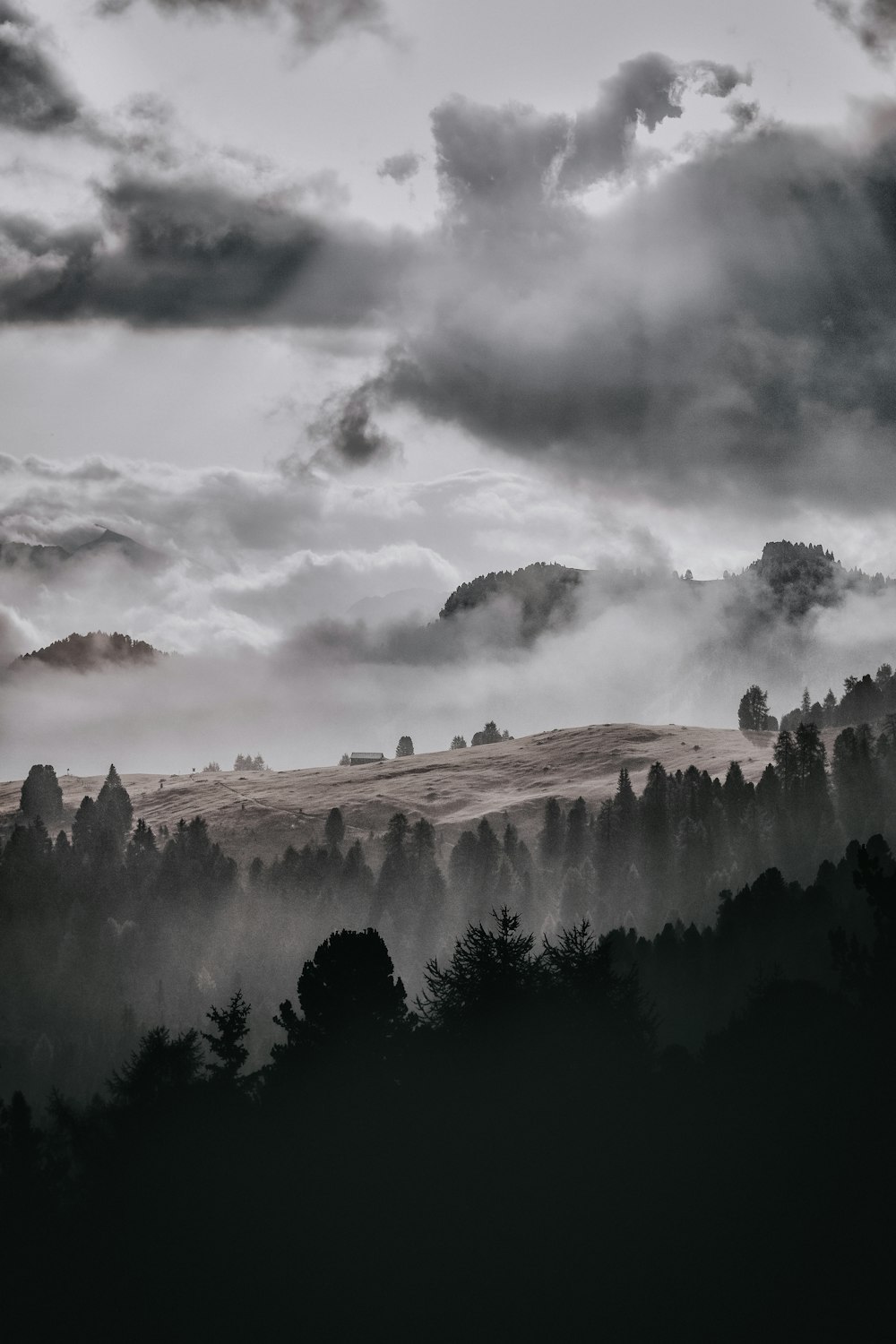 árvores cercadas por nevoeiro sob céu nublado