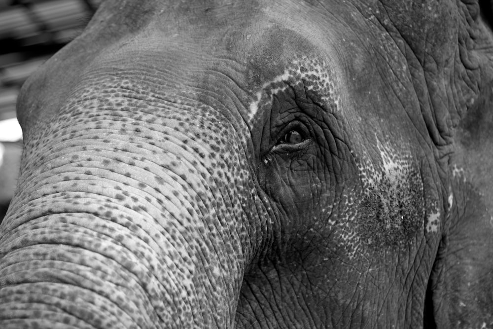 grayscale photo of elephant