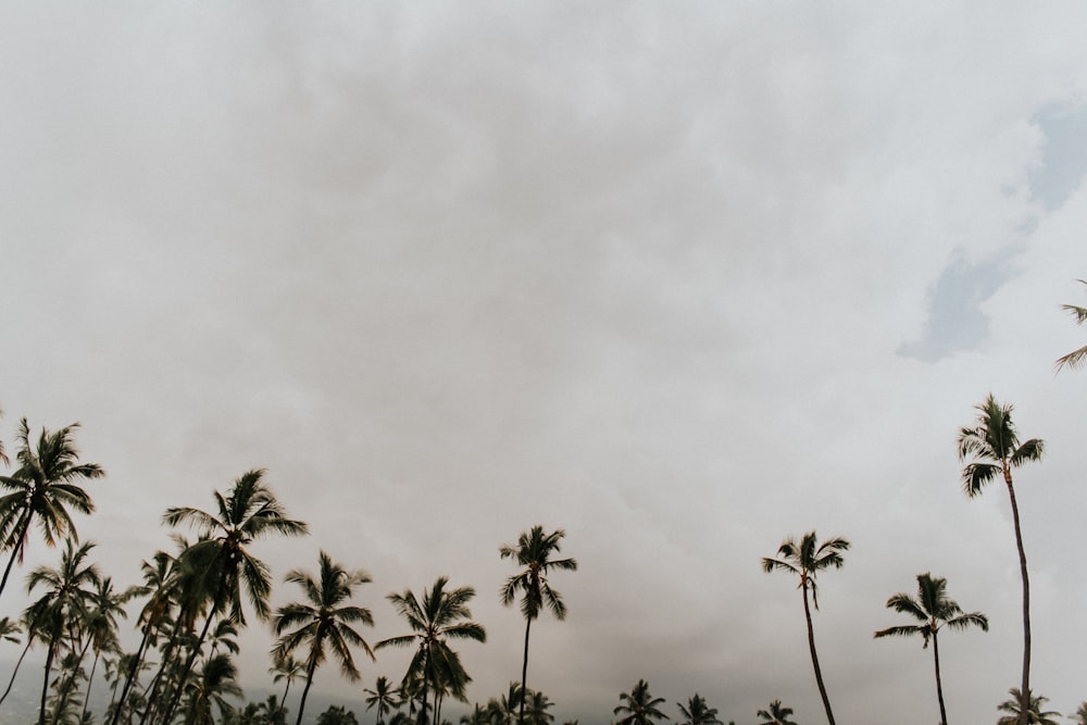 alberi di cocco sotto il cielo nuvoloso durante il giorno