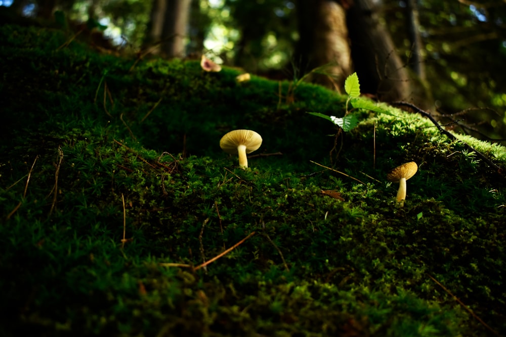 two brown mushrooms on roots of trees covered with green moss