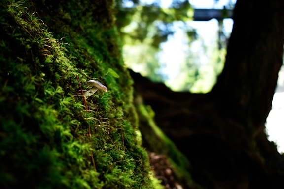 A small mushroom is growing amidst lush green moss on a tree, with light filtering through the forest in the background creating a serene and natural atmosphere.