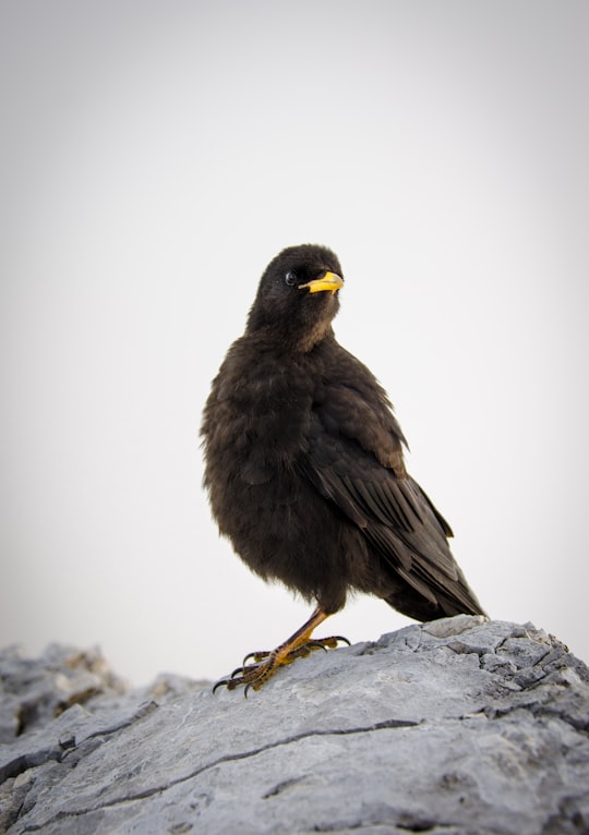 brown short-beak bird perched on gray rock in Hochblassen Germany