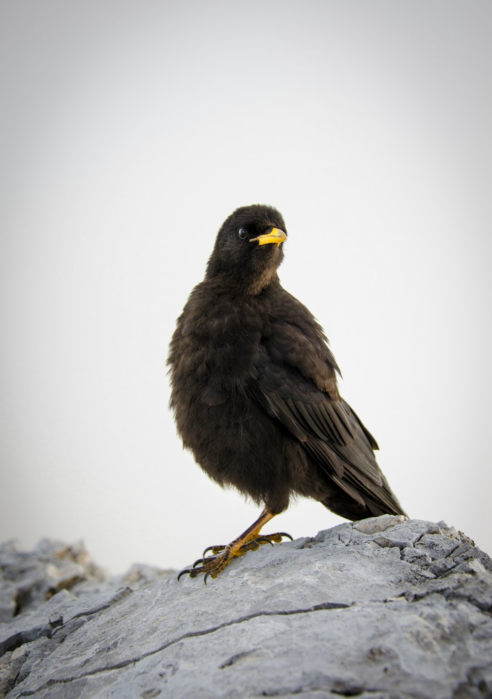 brown short-beak bird perched on gray rock