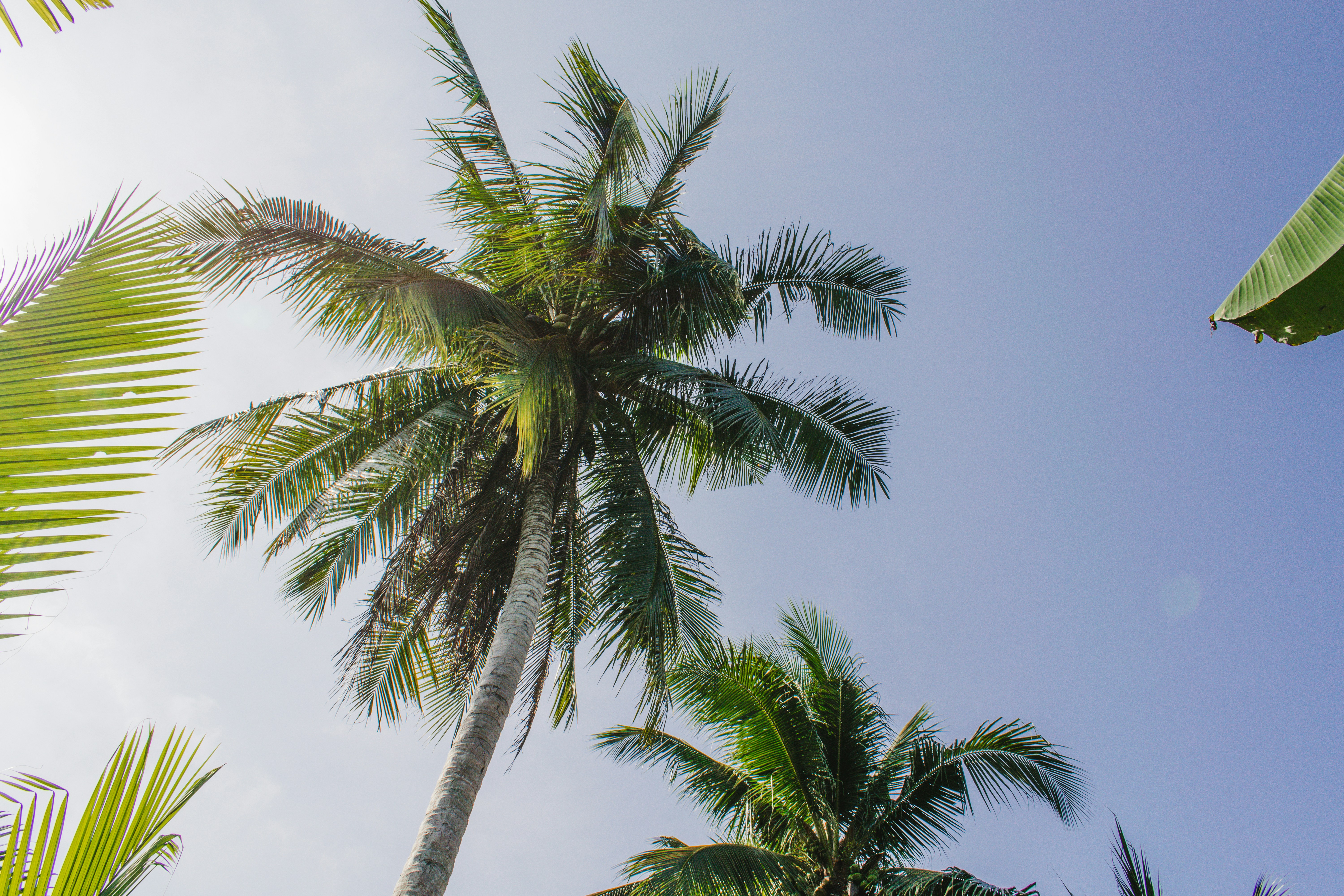 Palms on Blue Sky