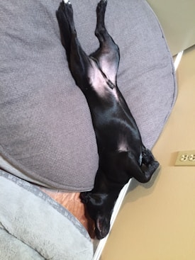A black dog is lying upside down on a gray pet bed. The dog's legs are stretched out, and it appears to be in a relaxed state. The surrounding area includes a beige wall and a wooden floor.