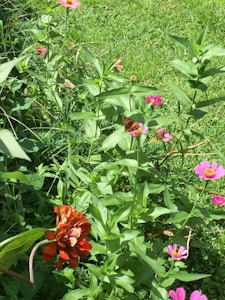 Garden Fun